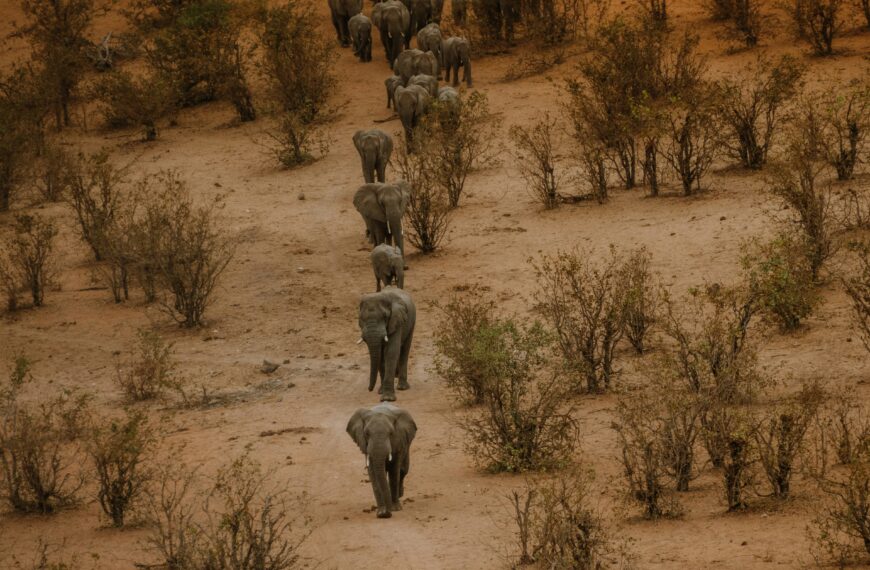 Elephants Zimbabwe