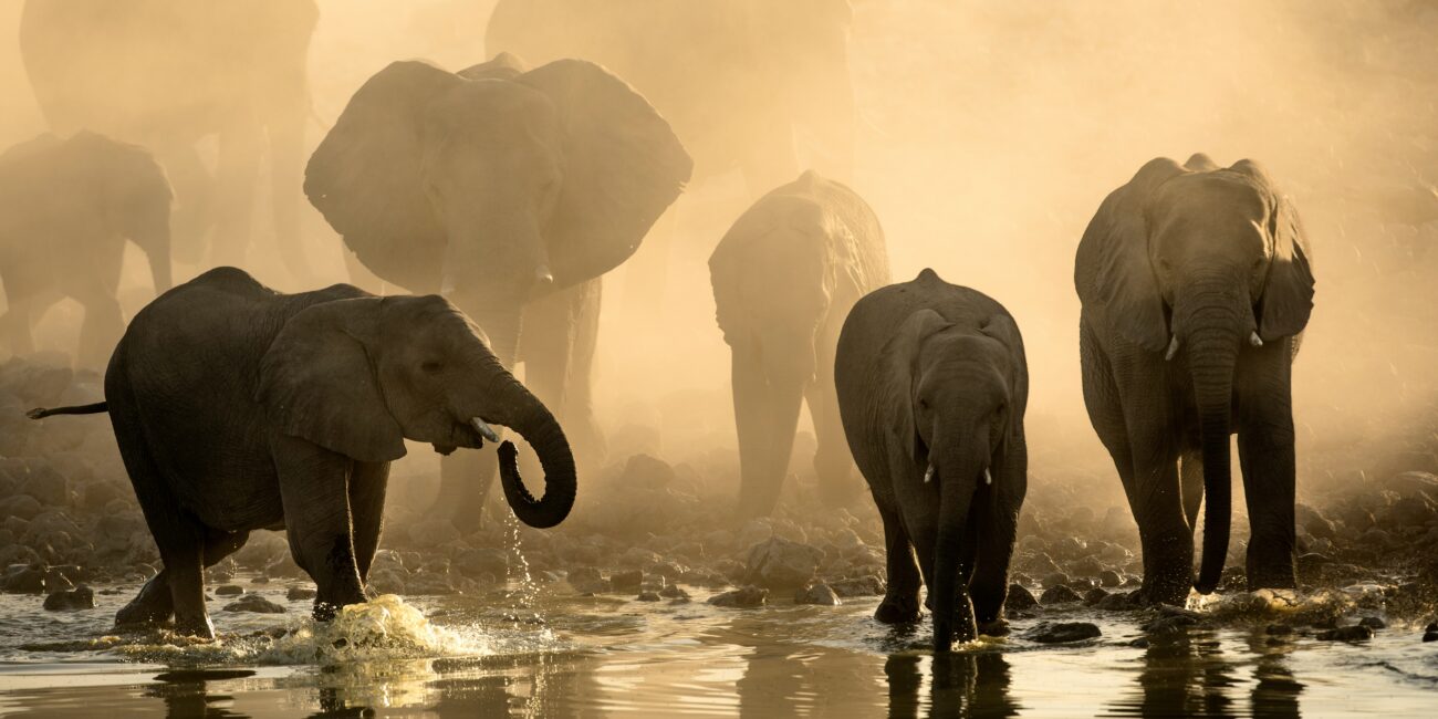 Elephants Dusk JWP