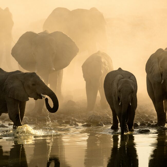 Elephants Dusk JWP