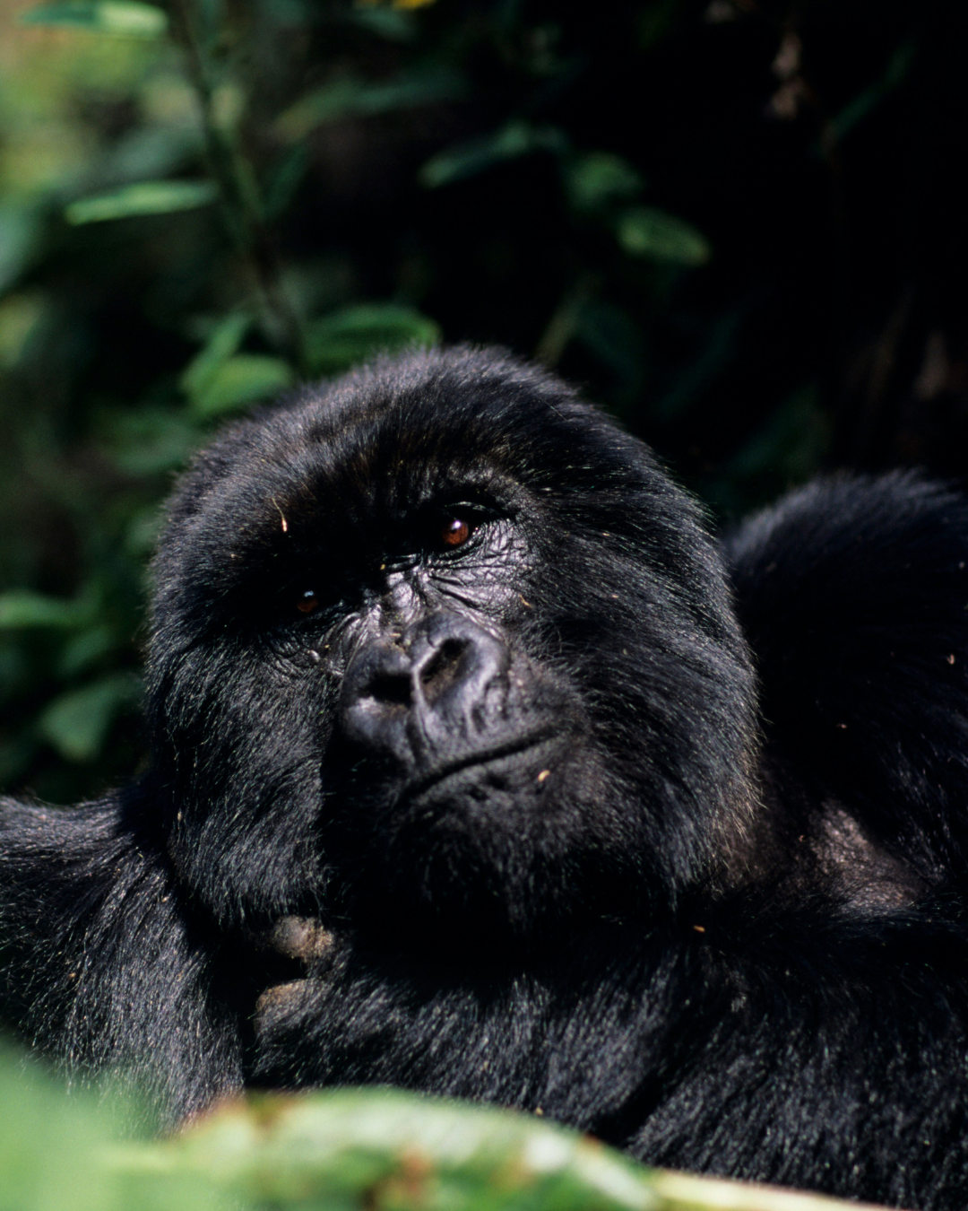 Gorillas Rwanda JWP