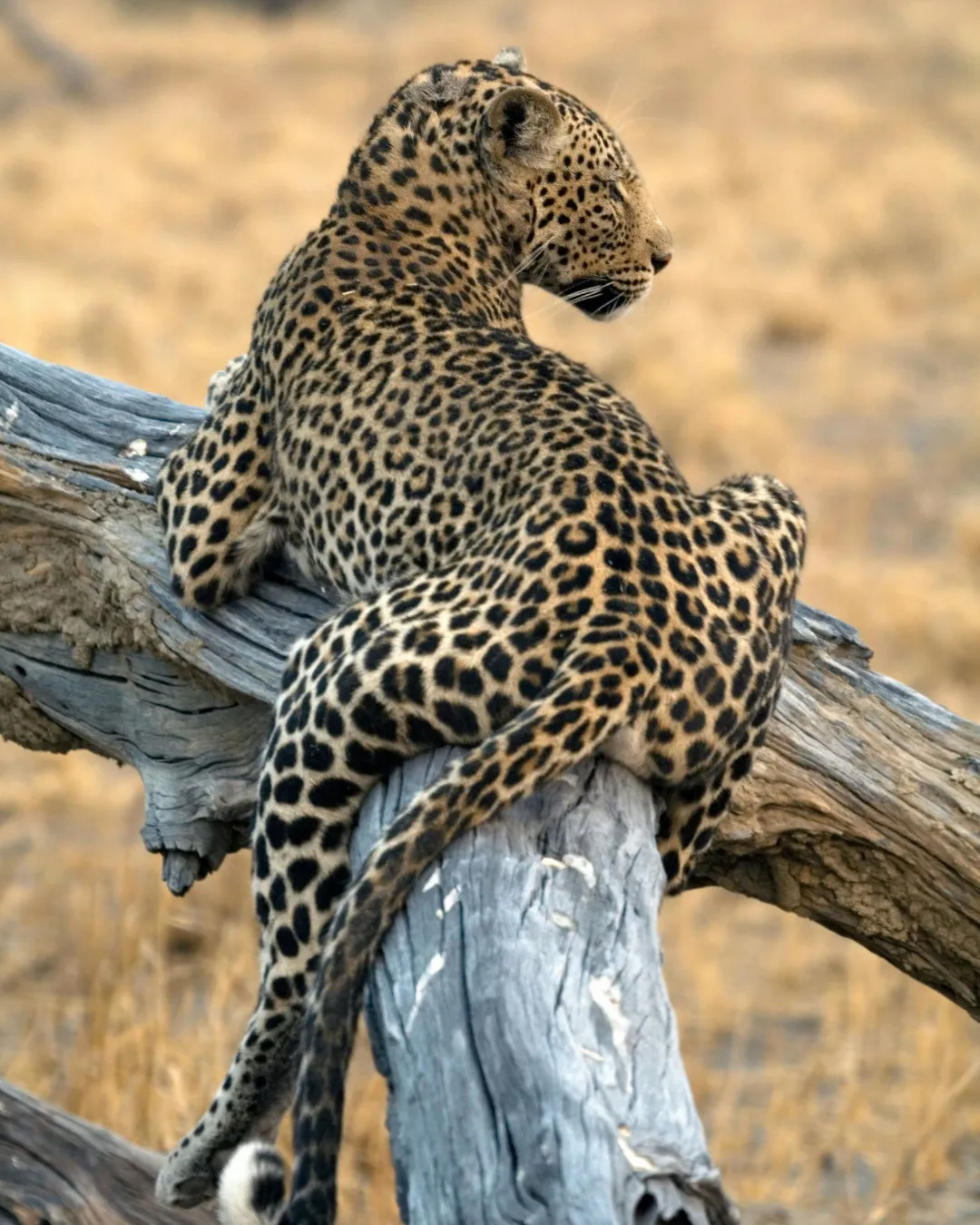 Leopard Zimbabwe JWP