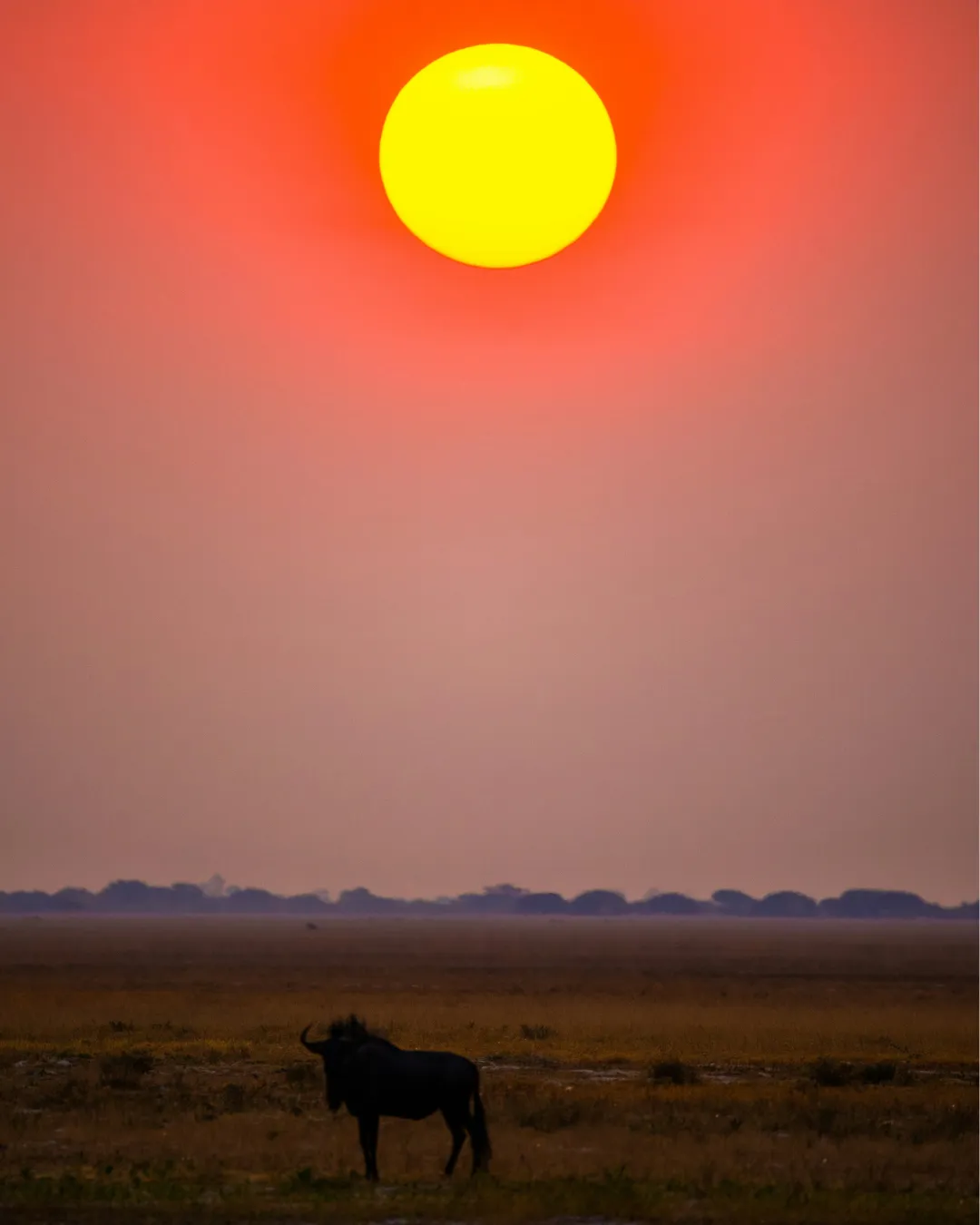 Sunset Africa JWP