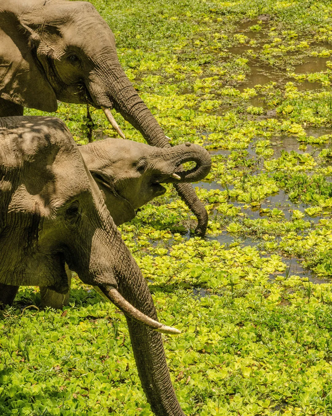 Elephants Zambia JWP