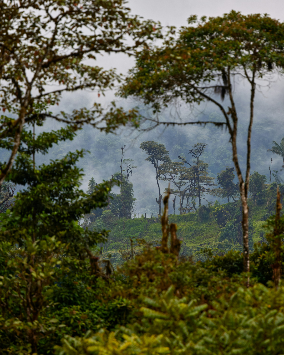 Rwanda Forest JWP