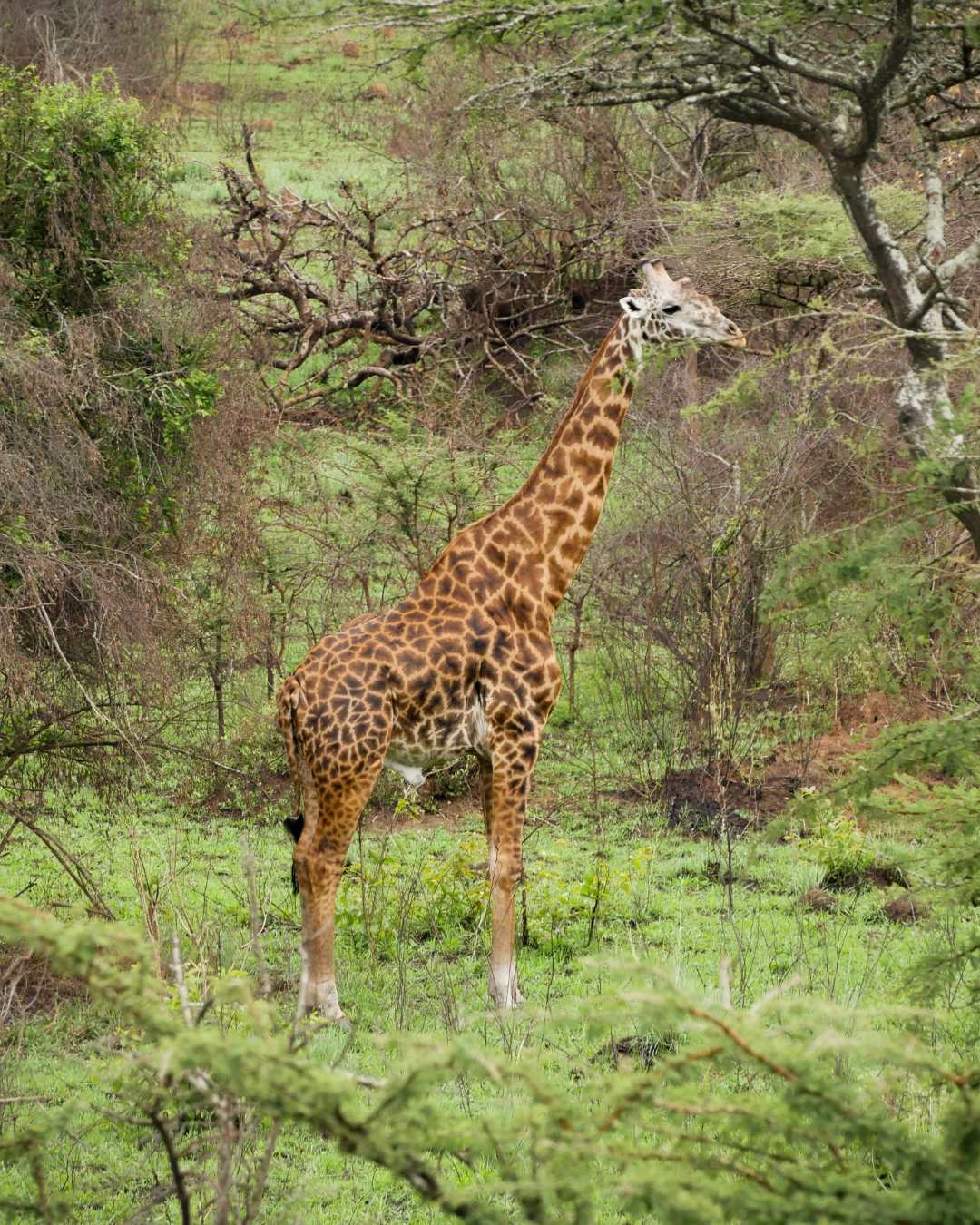 Giraffe Rwanda JWP