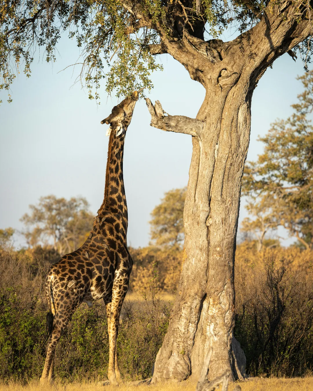 Giraffe Zimbabwe JWP
