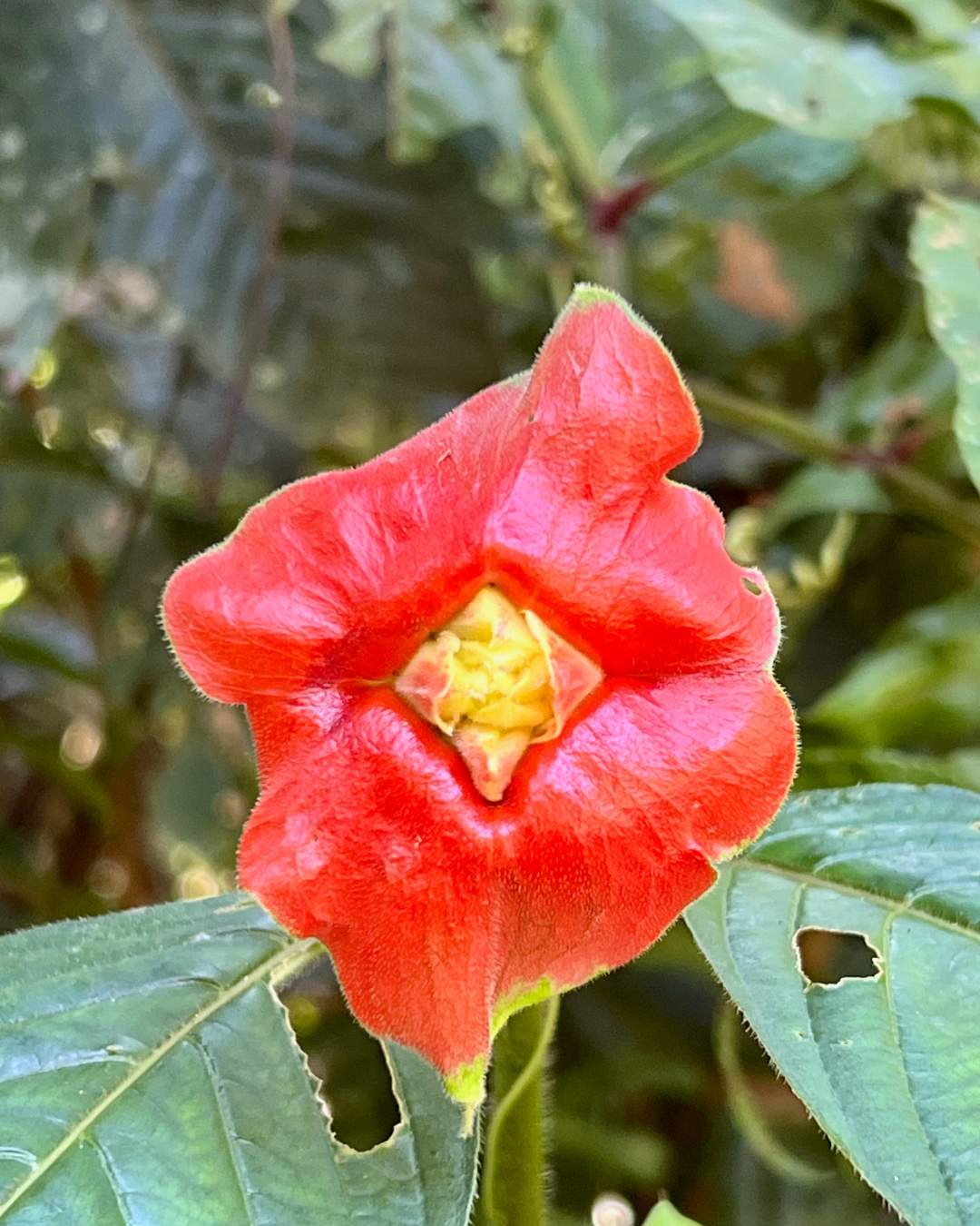 Flower Amazon JWP