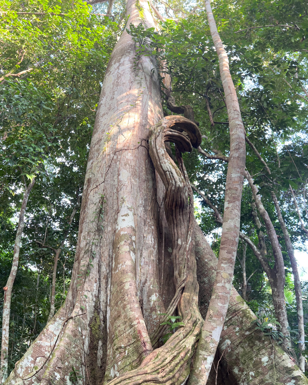 Tree Amazon JWP