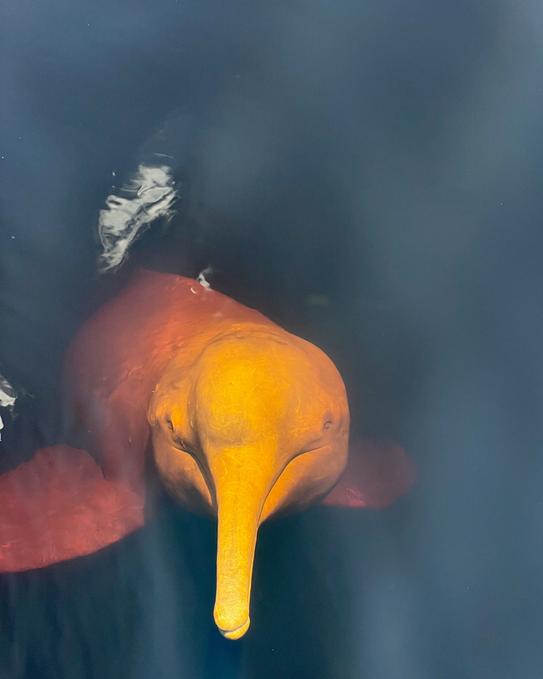 Wildlife Brazil JWP