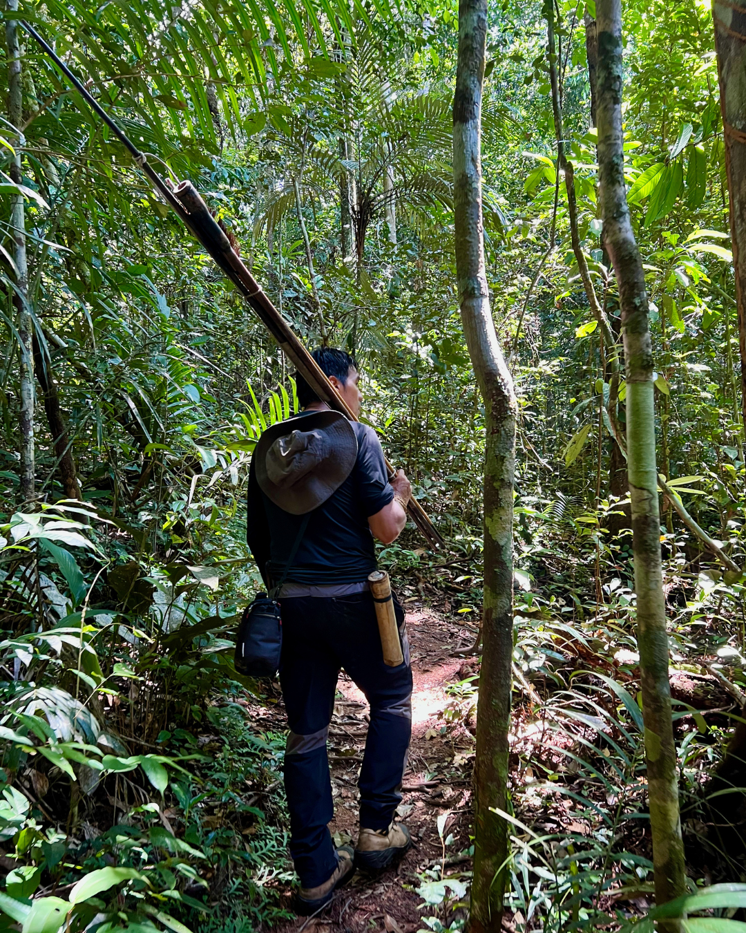 Forest Scene Amazon JWP