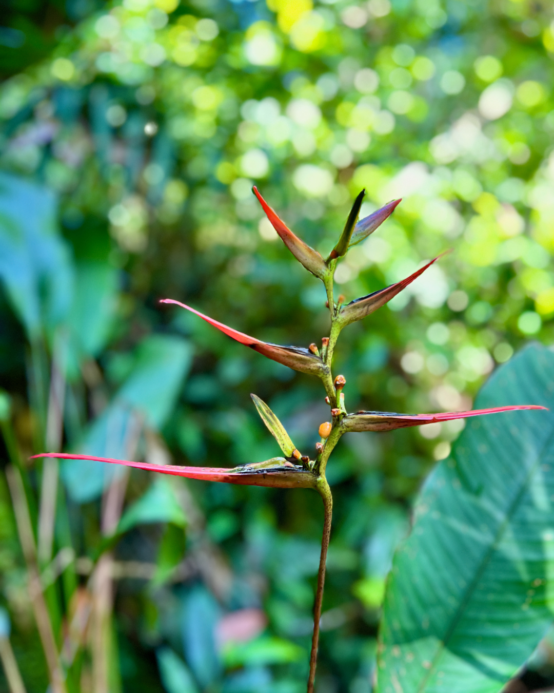 Jungle Plant Amazon