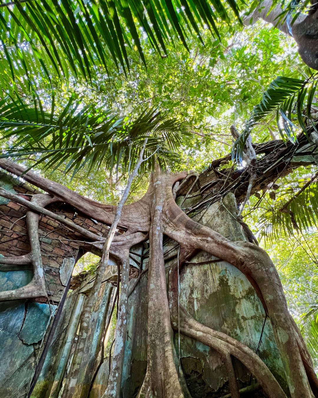 Large Tree Amazon JWP
