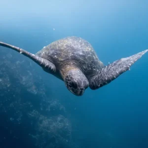Day 10 Conservation in Action on the Galápagos Coast_converted