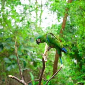 Day 3 Full Day of Clay Licks and Forest Trails at Napo Wildlife Centre_converted