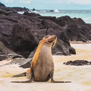 Day 7 Exploring the Galápagos by Land and Sea_converted