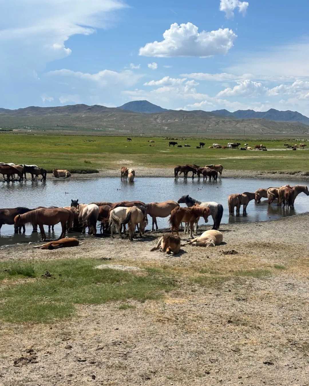Horse drinking