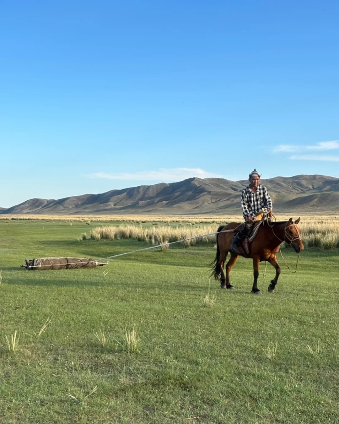 Mongolia horse