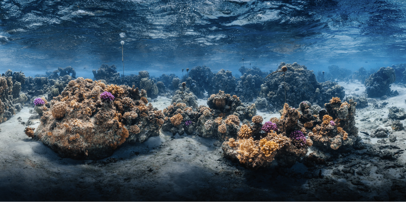 Underwater Corals CG