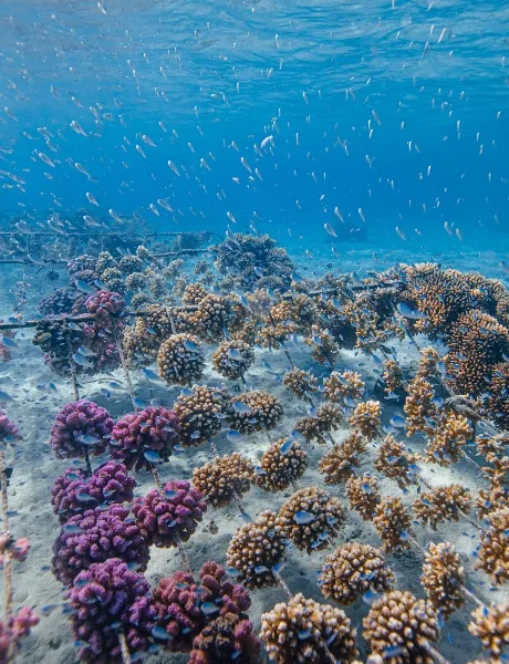 The Coral Reef_converted