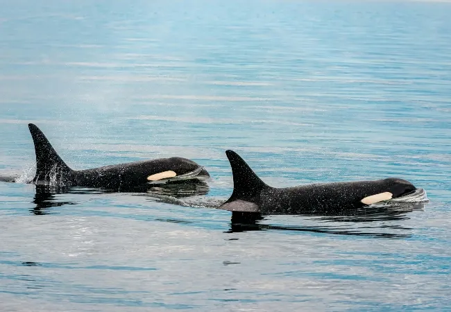 Killer whale pod