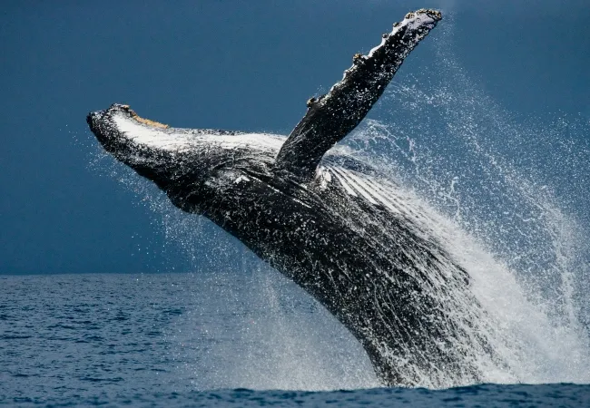 Whale Expedition