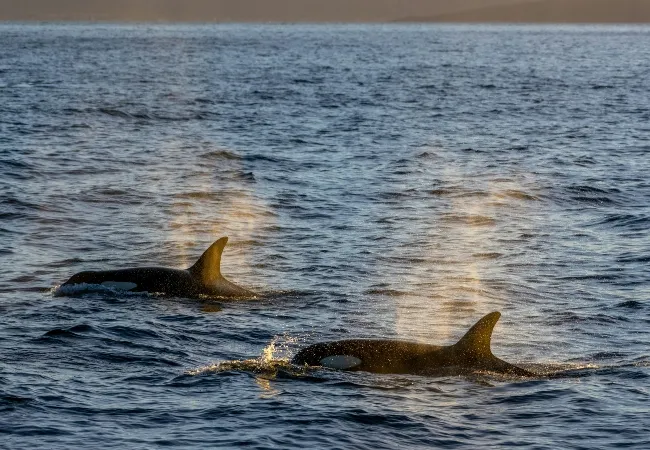 Whales in the Arktic