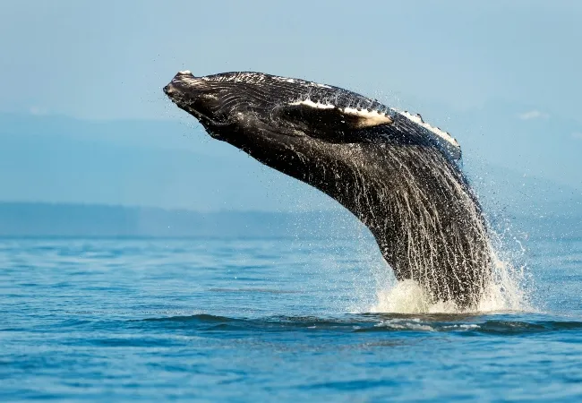 Whale viewing