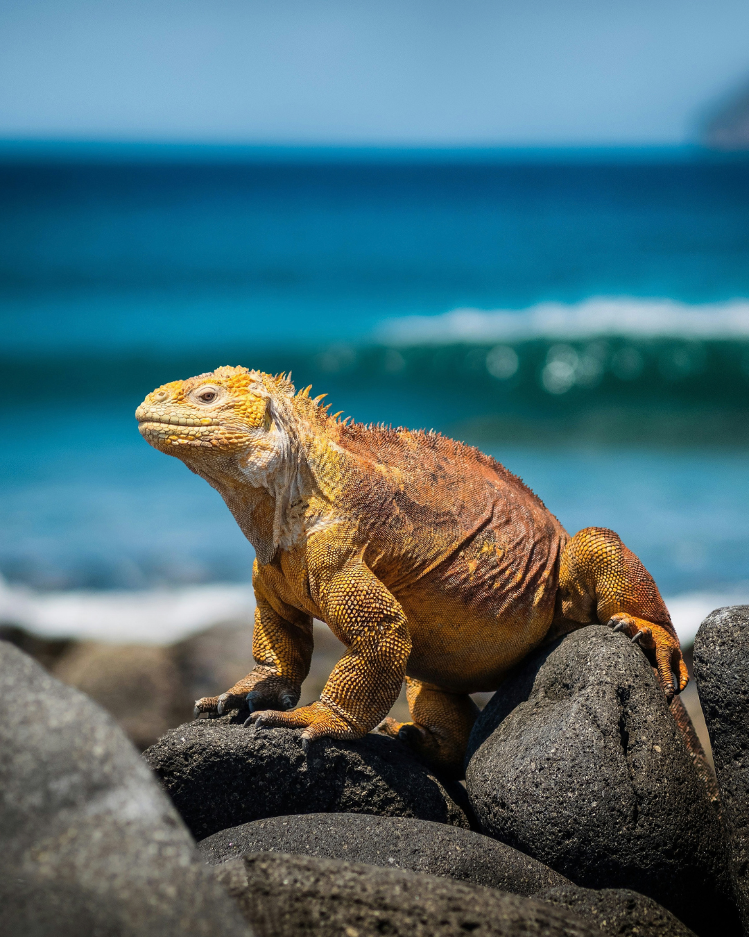 Lizard galapagos