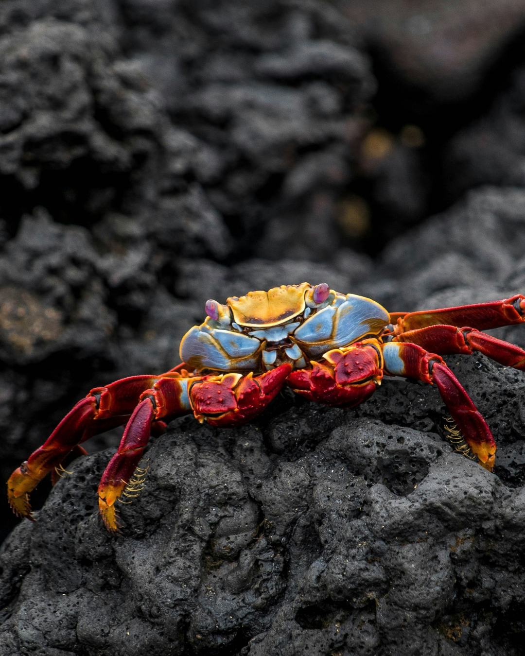 Galapagos crab