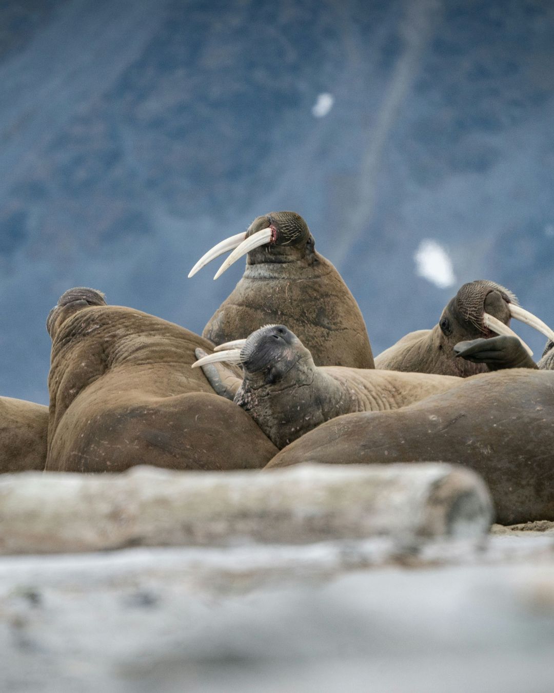 Walrus Svalbard