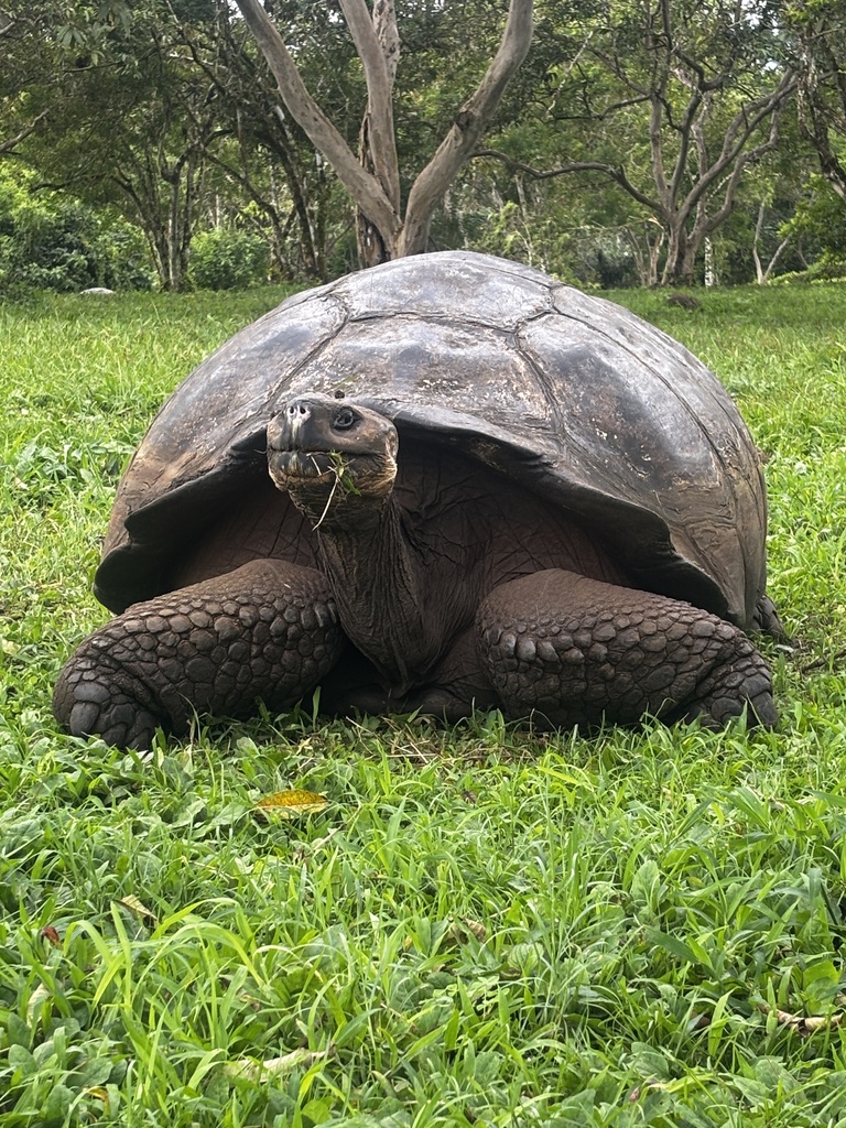 Tortoise Galapagos