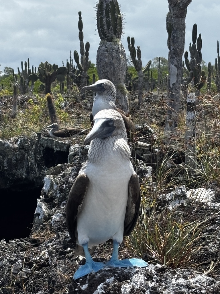 Birds galapagos