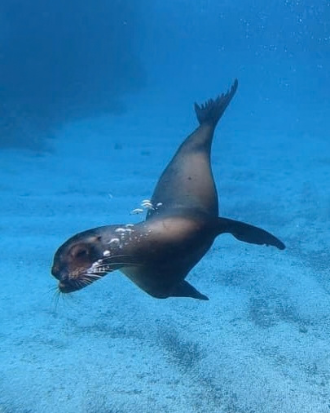 Seal