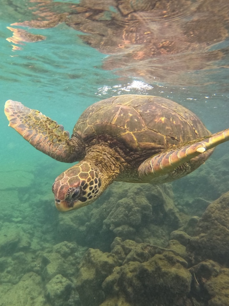 turtle