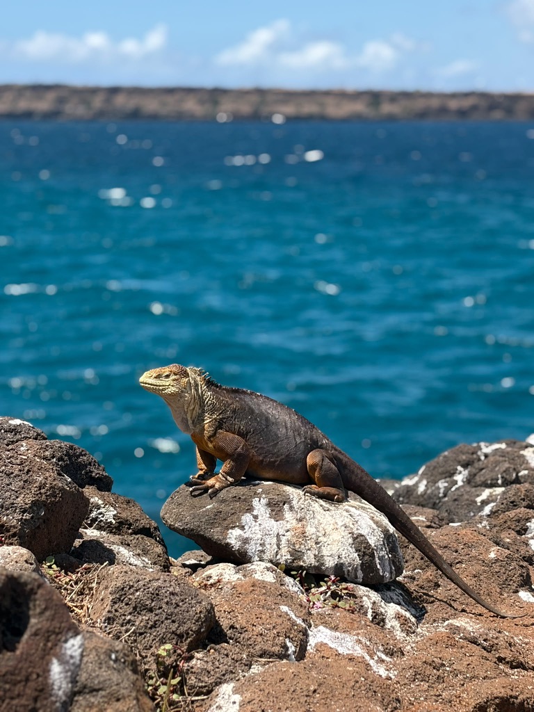 Wildlife Galapagos