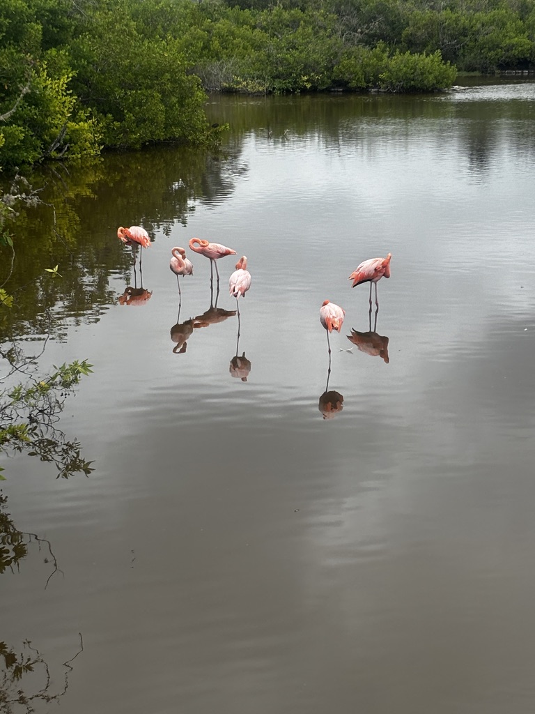 Flamingo galapagos