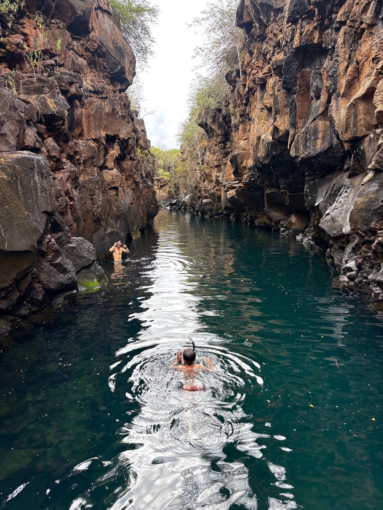 swimming galapagos