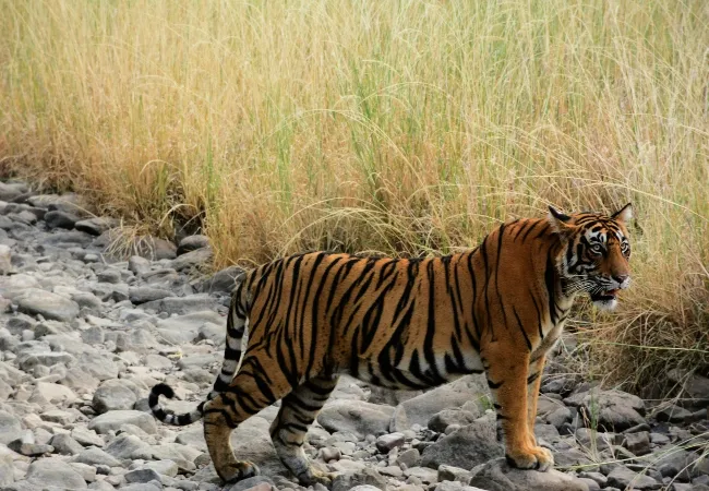 Tiger sighting in India travels_converted