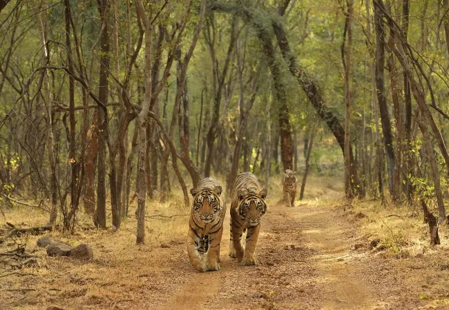 Tigers in India_converted