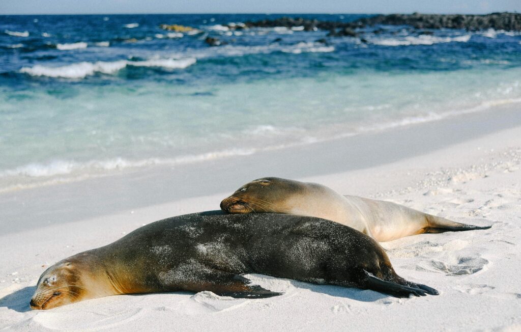 Seals Galapagos