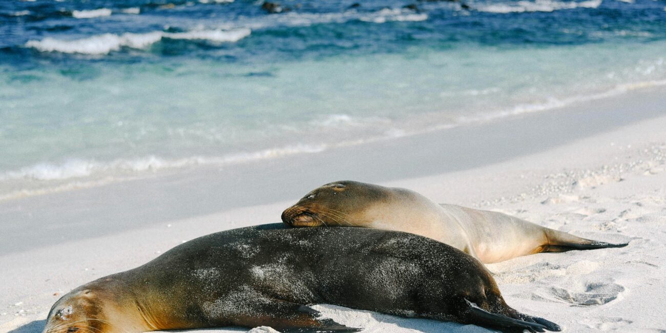 Seals Galapagos