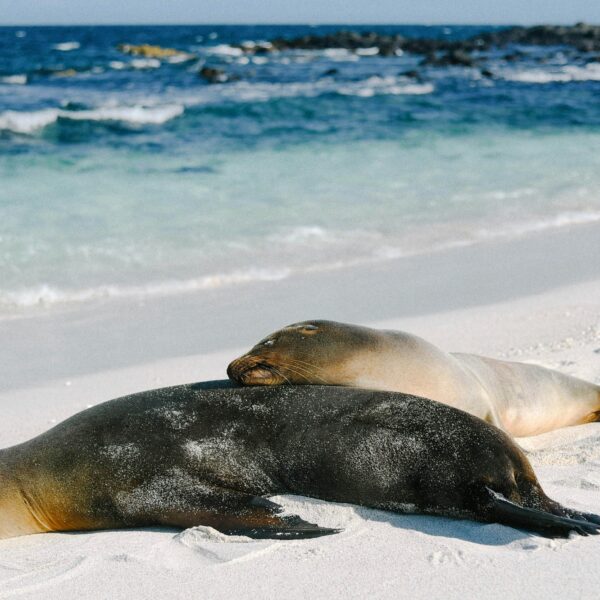 Seals Galapagos