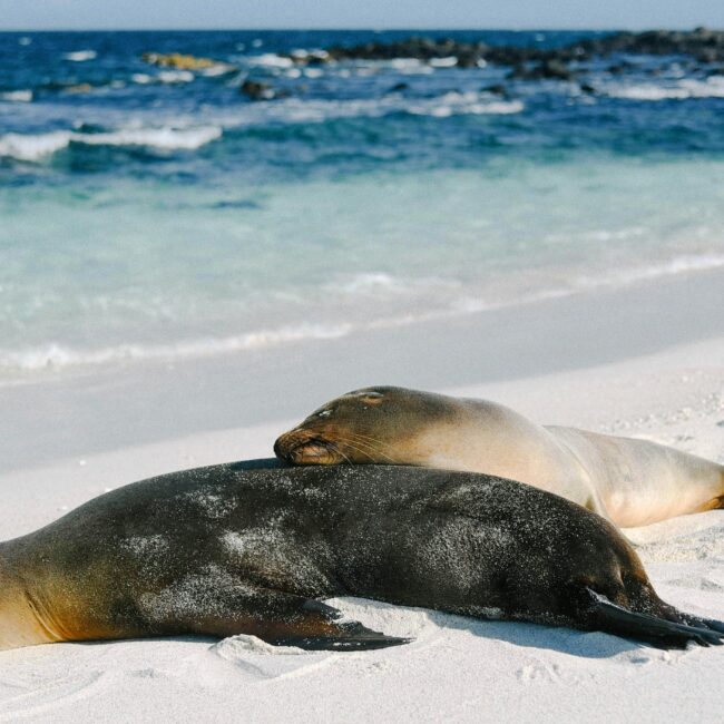 Seals Galapagos