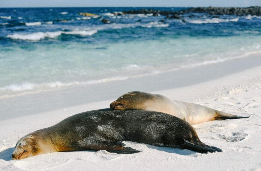 Seals Galapagos