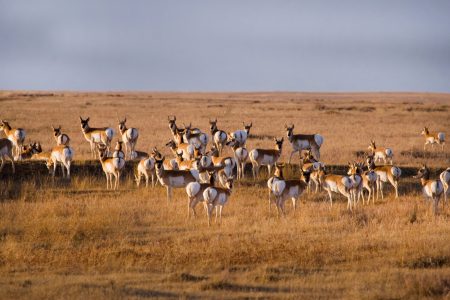 Pronghorn Herd ©Dennis Lingohr copy Who:
What: animals, wildlife, pronghorn antelope
Where: Reserve
Photographer: Dennis Lingohr
Rights: APF Staff
CR2 0508 antelope_2.jpg
APR_07957.jpg