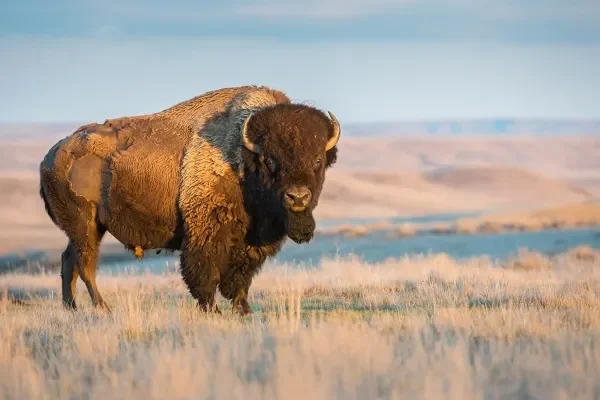 New Mexico buffalo- Go on a Hosted Journey with JWP_converted New Mexico buffalo- Go on a Hosted Journey with JWP