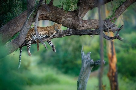 RETURN-AFRICA-Pafuri-Stunning-leopard-in-a-tree RETURN-AFRICA-Pafuri-Stunning-leopard-in-a-tree