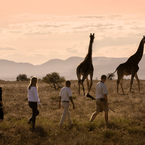 giraffe-tracking-bush-walk-samara-karoo-mountains-landscape-dook